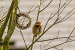 Rotkehlchen im Wind