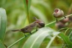 Füttern eines grossen Jungvogels