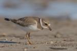 plover2