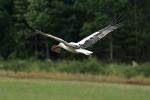 Storch