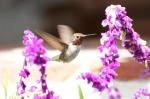 Kolibri @ Mission Carmel California