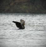 Kormoran im Regen