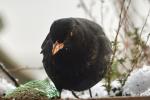 Amsel