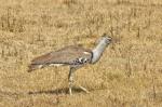 Riesentrappe im N´Gorongoro Krater