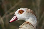 Nilgans