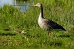 Gans mit Küken