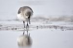 Sanderling