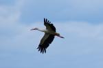 Storch im Flug