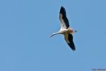 Storch_2