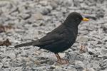 Amsel Portrait