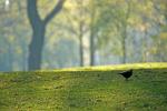 Früher Morgen im Tierpark