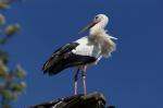 Storch mit Sony