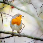 Erithacus rubecula