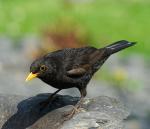 Amsel