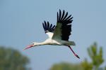 Storch fliegt