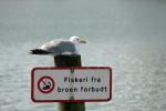 Möwe in Sonderborg