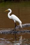 leichtsinniger Reiher etwas anders