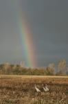 Kraniche vor Regenbogen