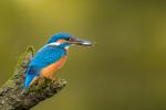 Eisvogel mit Stichling