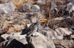 Etosha Gelbschnabeltoko