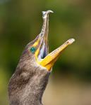 Kormoran