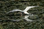 Flussseeschwalbe im Flug 1