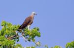 Graukopfseeadler