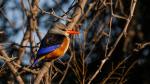 Grey-headed Kingsfiher