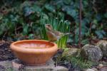 Grünfink an Wassertränke