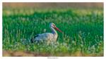 Storch