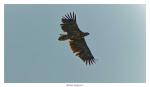 Seeadler im Wolinski Nationalpark