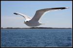 Möwe vor Hiddensee