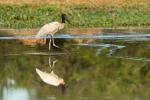 Jabiru