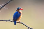 Malachite Kingfisher / Haubenzwergfischer