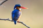 Malachite Kingfisher / Haubenzwergfischer