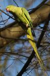 Kölner Papagei im Blücherpark