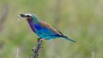 Liliac-breasted Roller