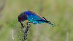 Liliac-breasted Roller