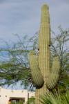 Kaktus mit Vogel