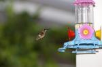 Kleiner Kolibri ganzes Bild