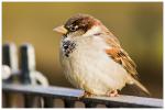 Passer domesticus (I)