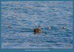 Nilgans-Familienausflug