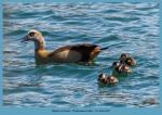 Nilgans-Familienausflug