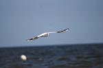 Möwe im Flug