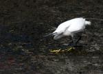 Unbekannter Vogel beim Fischfang I