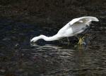 Unbekannter Vogel beim Fischfang II