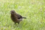 Amsel Weibchen 2