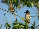 Webervogel und Maskenbülbül (vlnr)