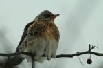 Wacholderdrossel - Turdus pilaris