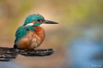 Eisvogel im Morgenlicht